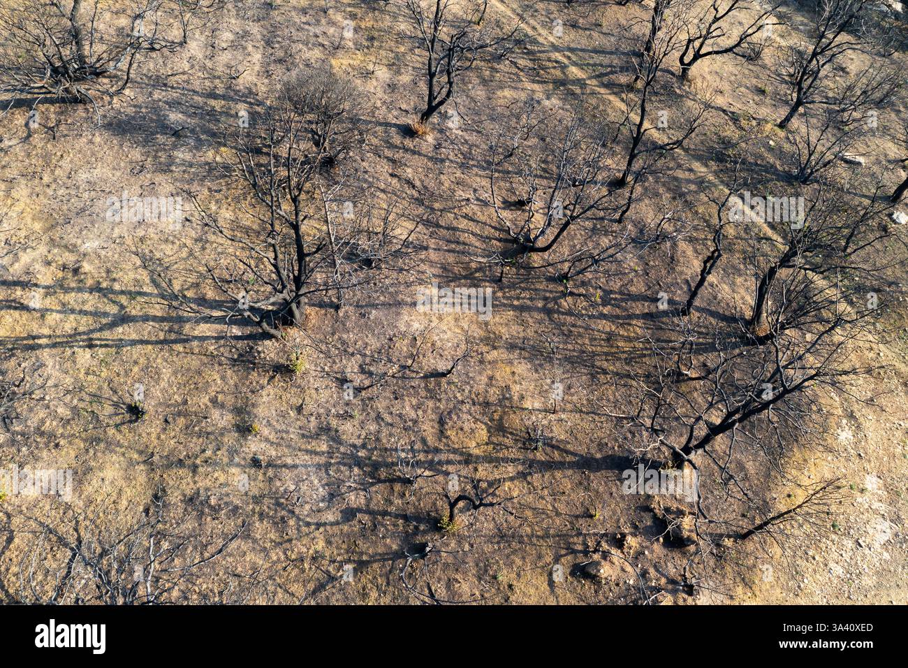 Wildfire dopo la devastazione degli alberi a legarda, navarra, spagna Foto Stock
