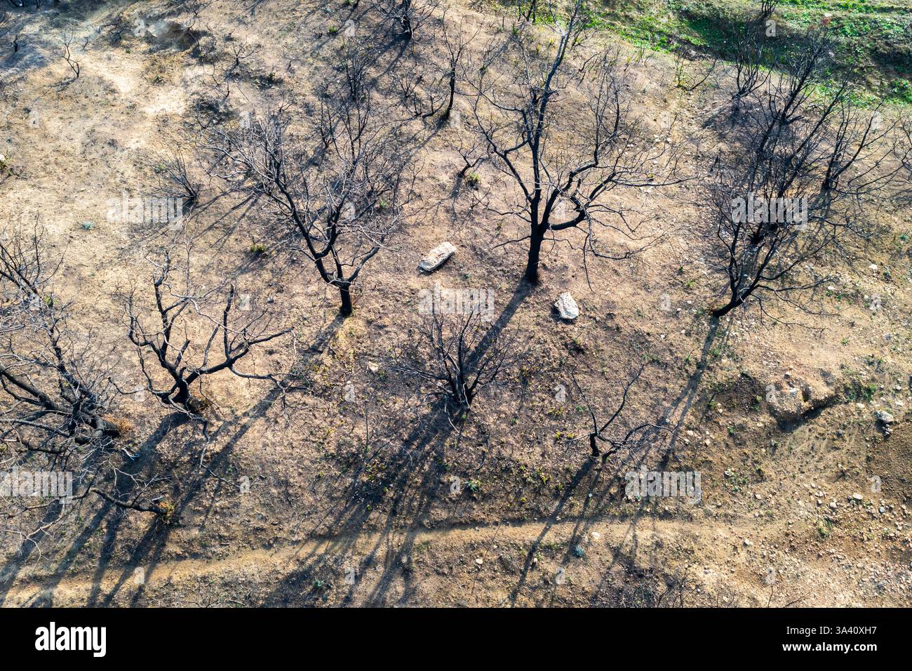 Incendi di alberi devastanti a legarda, navarra, spagna, causando danni ambientali Foto Stock