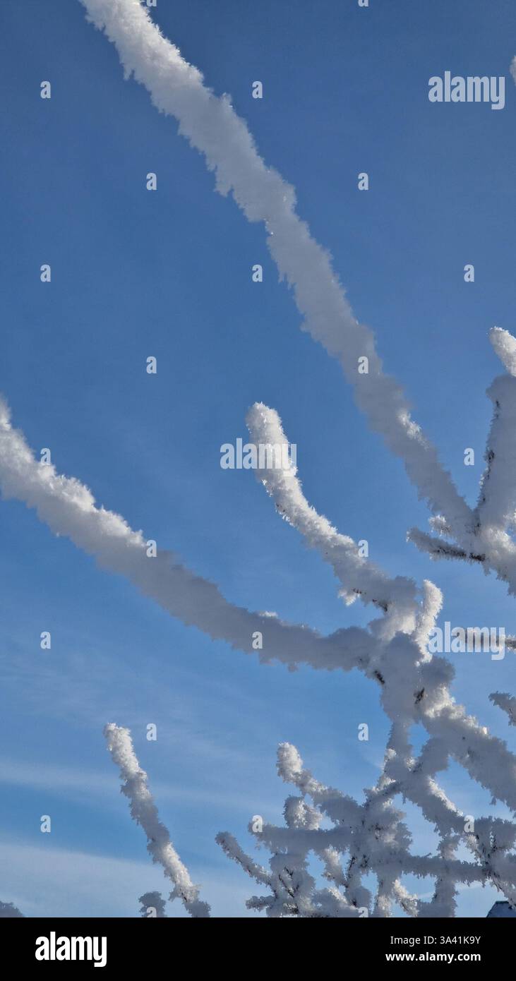 Albero ghiacciato, cielo azzurro - Immagine stock catturata con smartphone