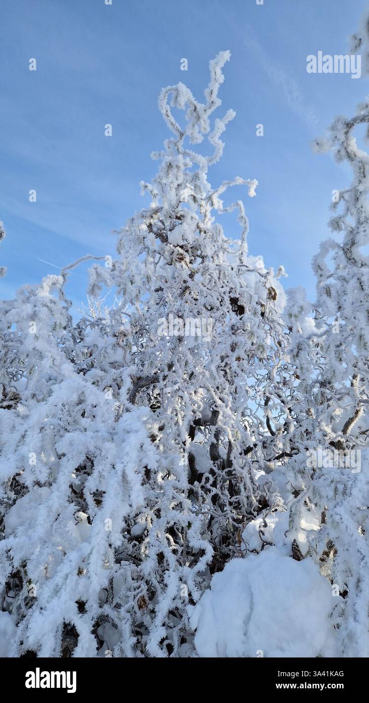 Magia in inverno - Immagine stock catturata con smartphone
