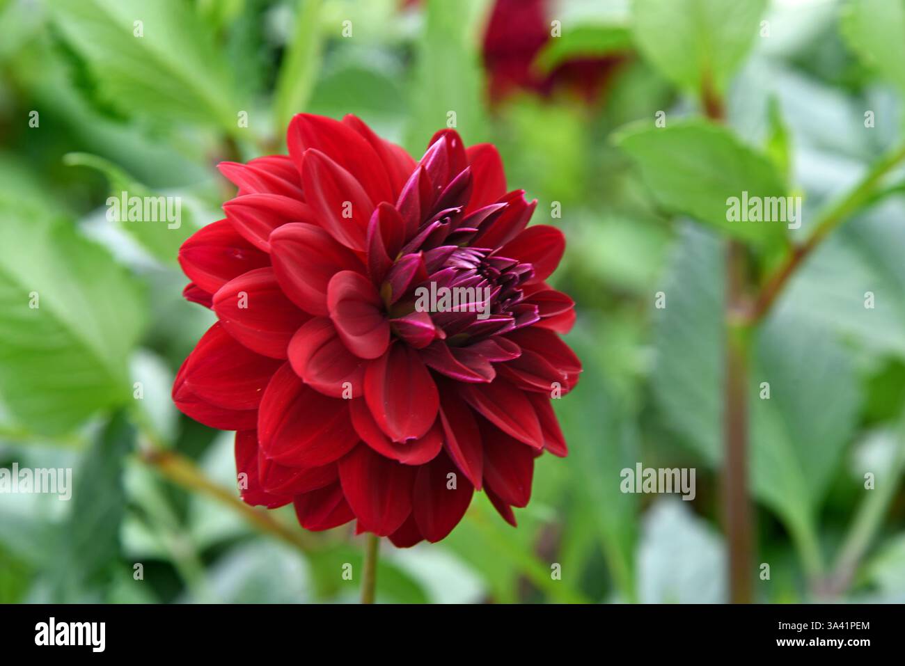 Fiori carini Dahlia Red Arabian Night che crescono nel gadren Foto Stock