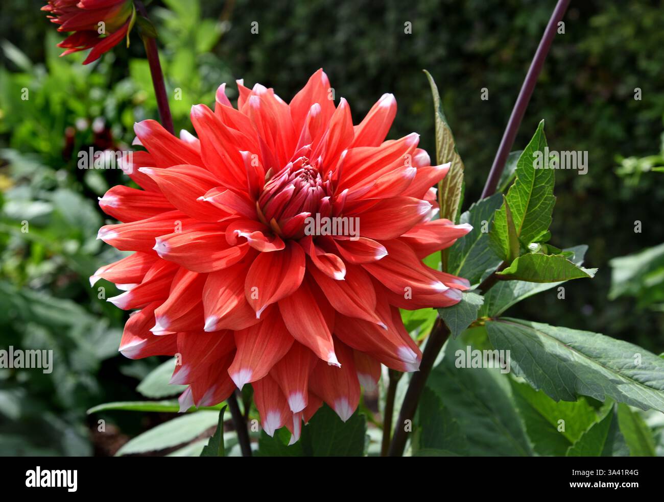 Fiori graziosi Dahlia Rosso che cresce nel Gadren Foto Stock
