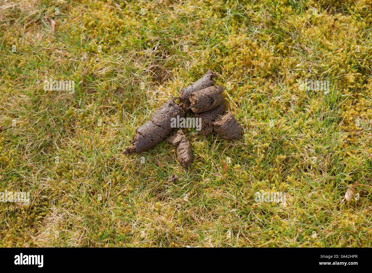 Cacca di cane o disordine lasciati su un verde del villaggio. Cacca fresca in uno spazio pubblico. Non sgombrato. Foto Stock