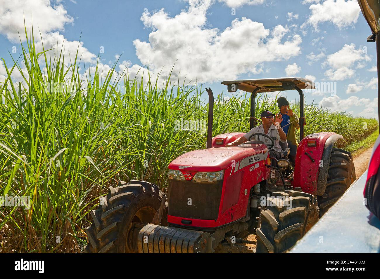 Scena agricola, trattore rosso 2 uomini, sventolamento, passaggio vicino al veicolo, campo di canna da zucchero, produzione alimentare, business, Caraibi, Repubblica Dominicana, inverno Foto Stock