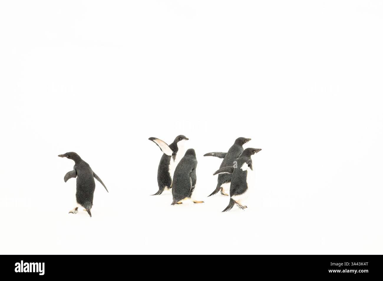 Un gruppo di giovani pinguini di Adelie (Pygoscelis adeliae) che corrono sul ghiaccio in Antartide. Foto Stock