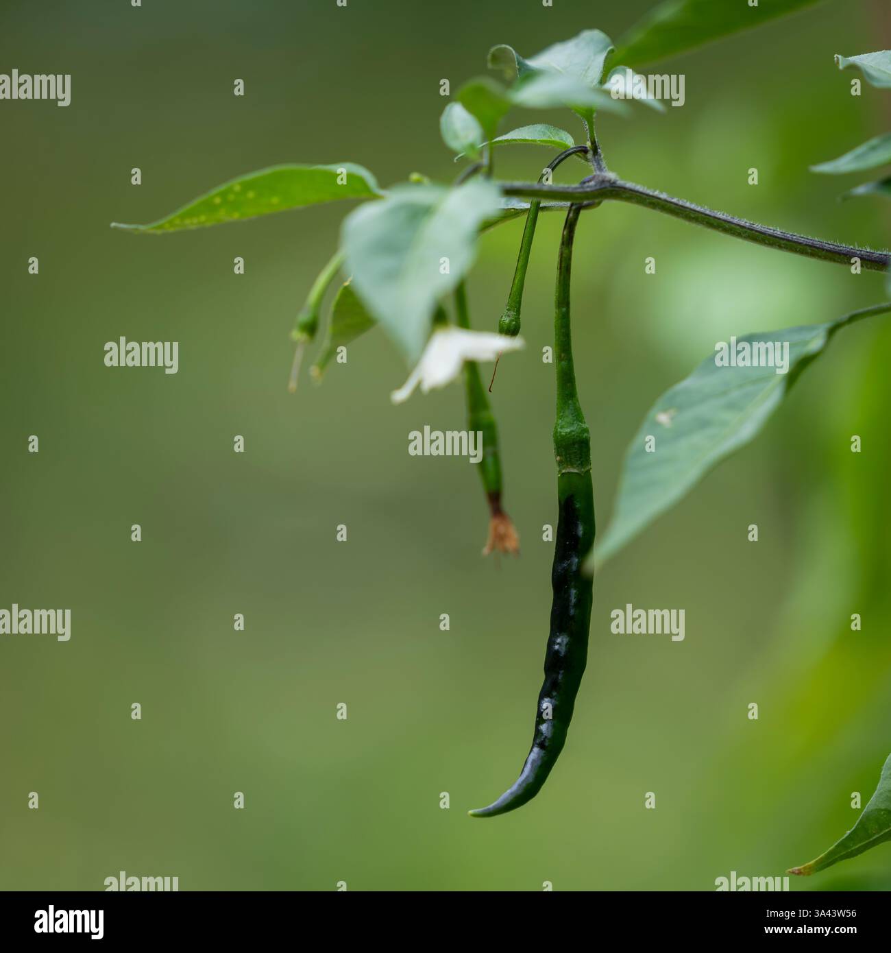 Primo piano di peperoncino verde con peperoni verdi sui gambi. Peperoncini verdi freschi su una pianta, in un giardino naturale. Foto Stock