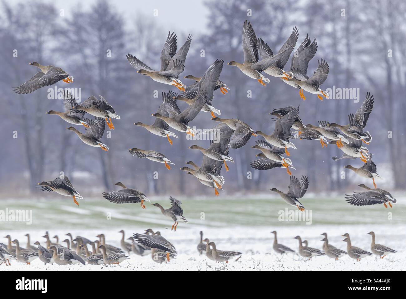 Tundra Brent Goose (Anser fabalis), noto anche come Bean Goose, uccello riposante, uccello migratorio, gregge o gruppo, atterraggio, paesaggio invernale, foraggiamento su un s Foto Stock