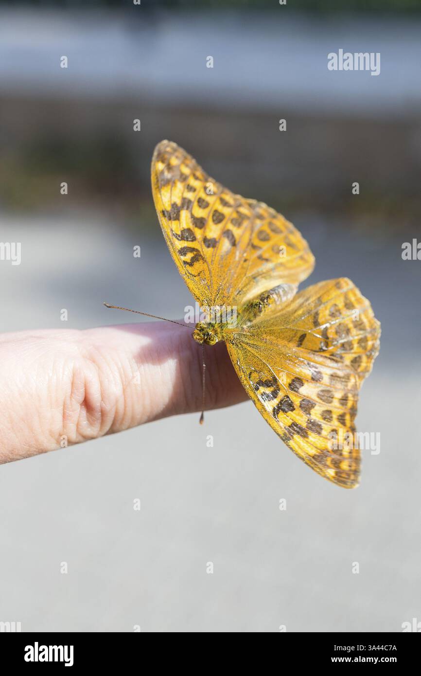 Farfalla mantello imperiale (Argynnis paphia), femmina, vista a Wernigerode, monti Harz, Sassonia-Anhalt, Germania, Europa Foto Stock