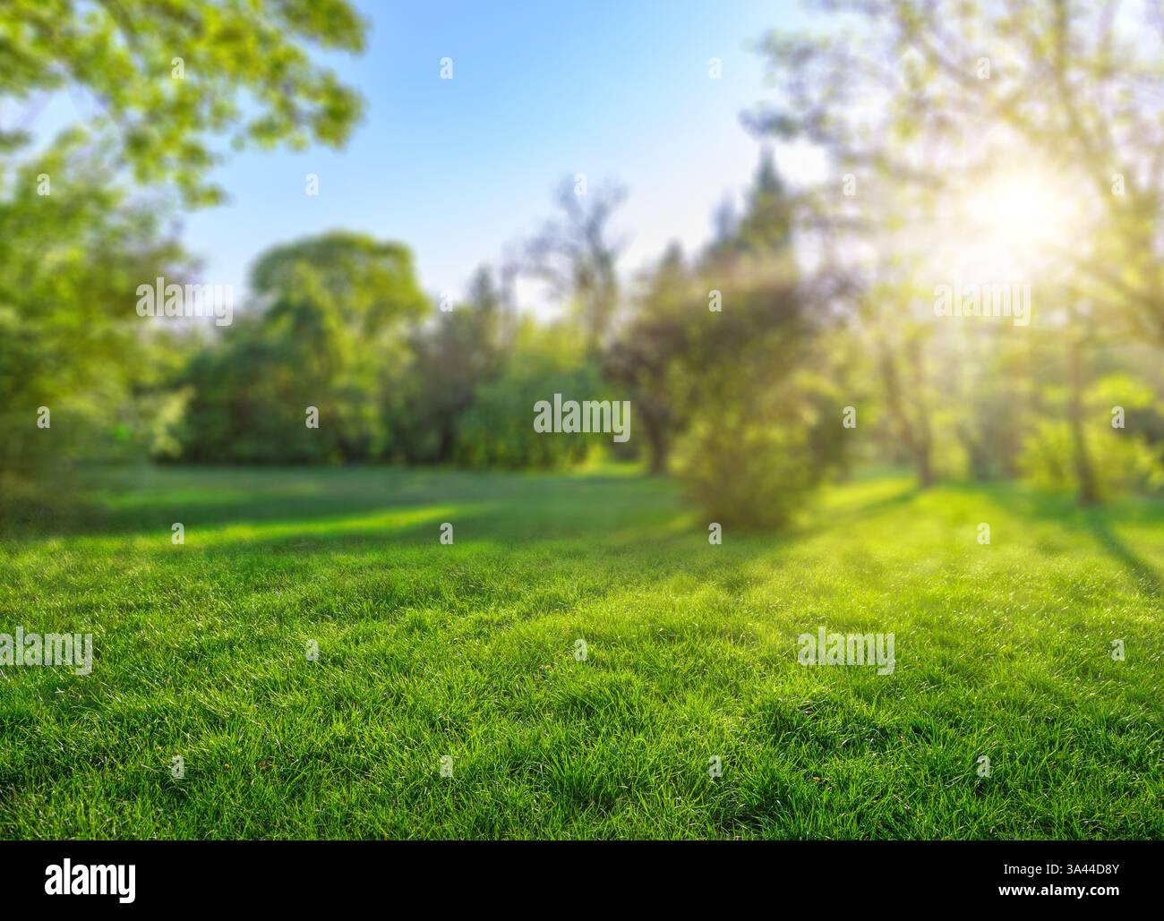 verde sfondo naturale con raggi del sole e alberi nel parco primaverile Foto Stock