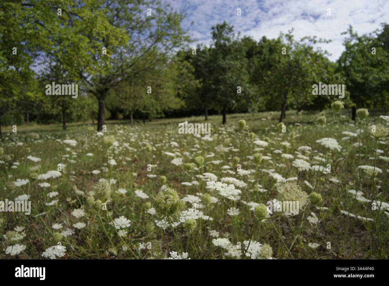 Wilde Moehre (Daucus carota), Sommer, Hochsommer, Doldenbluetler, Bluete, Bluetenstand, Schwaebisch Hall, Hohenlohe, Deutschland Foto Stock