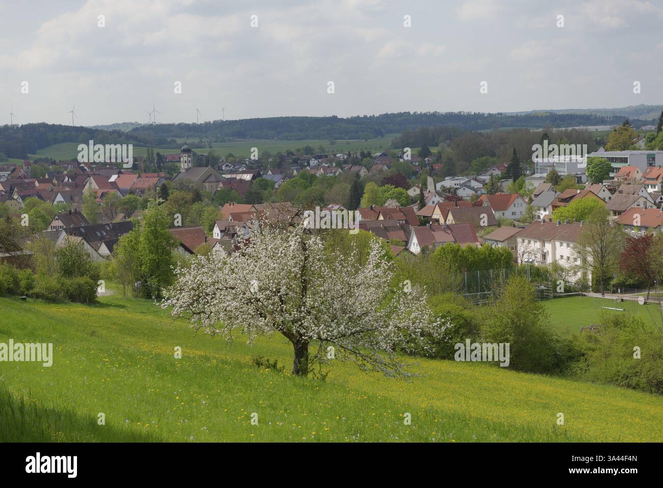 Vista di Buehlertann, Buehlertal, Buehler, primavera, fioritura dei frutti, frutta, Germania, Europa Foto Stock