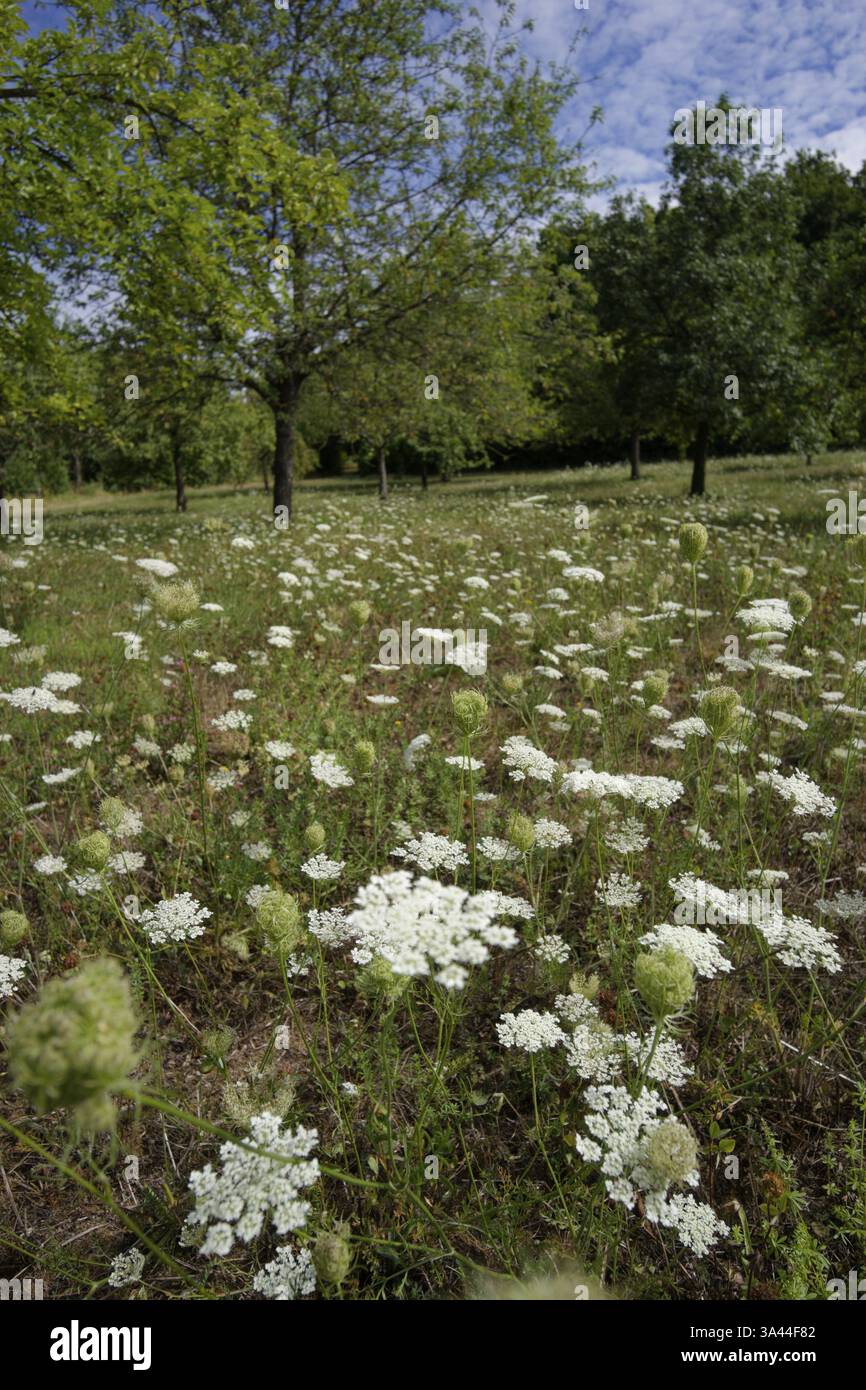 Wilde Moehre (Daucus carota), Sommer, Hochsommer, Doldenbluetler, Bluete, Bluetenstand, Schwaebisch Hall, Hohenlohe, Deutschland Foto Stock