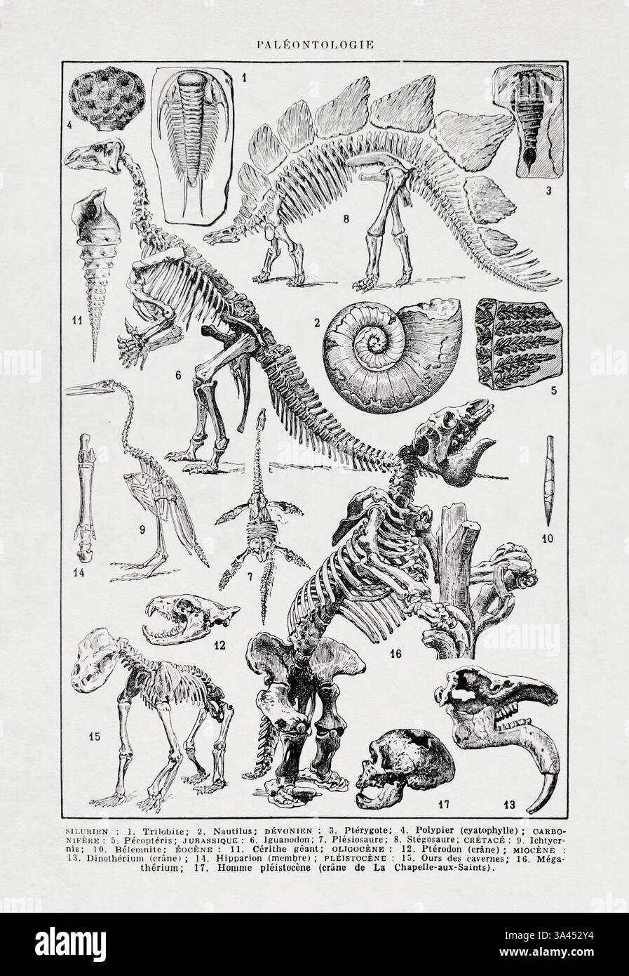 Illustrazione degli scheletri in paleontologia stampati in un dizionario francese della fine del XIX secolo. Foto Stock