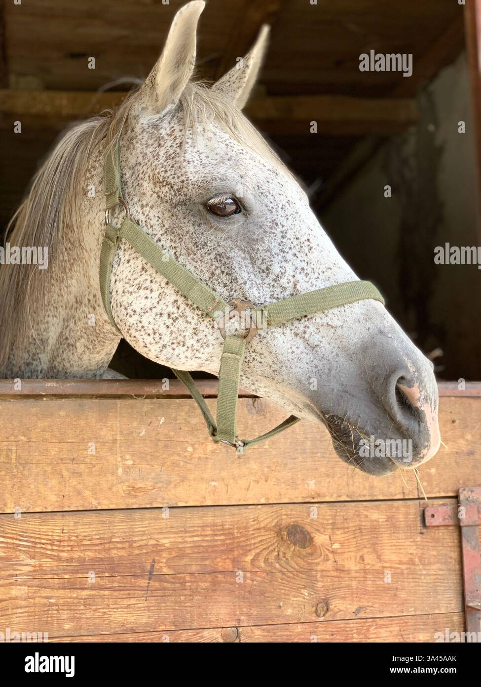 Animali Portrets, mucca scozzese, cavallo bianco - Immagine stock catturata con smartphone