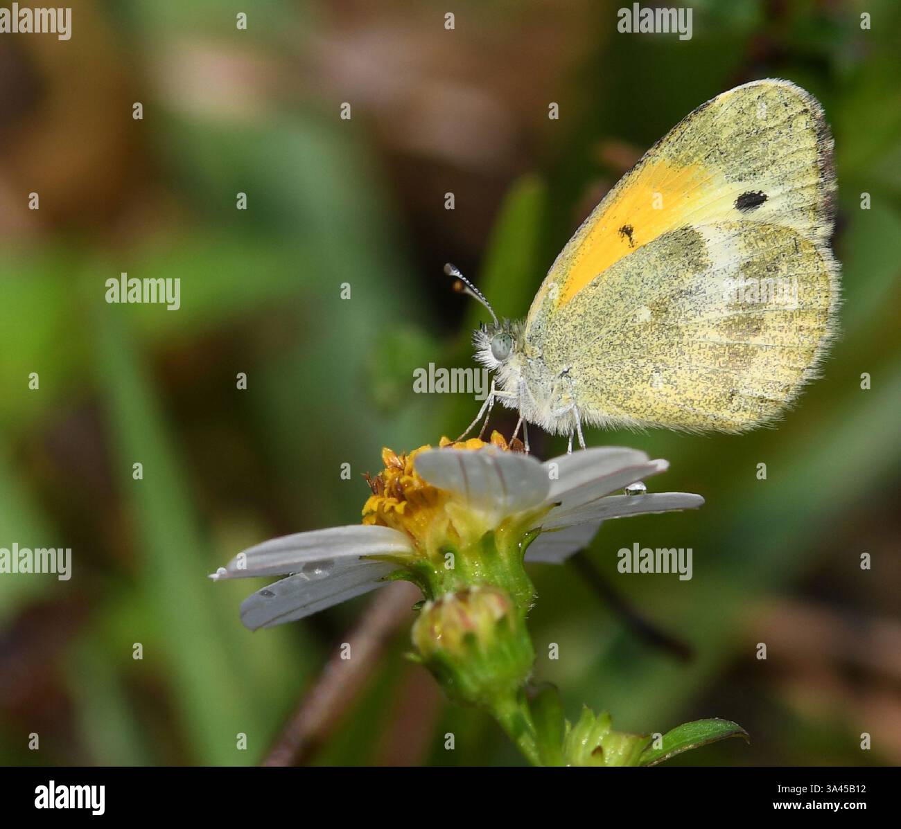 Dainty Sulphur (Nathalis iole) è una piccola farfalla gialla. Notare le macchie verdastre posteriori (sotto) e nere sull'area sottomarginale di prua. Intervallo Foto Stock