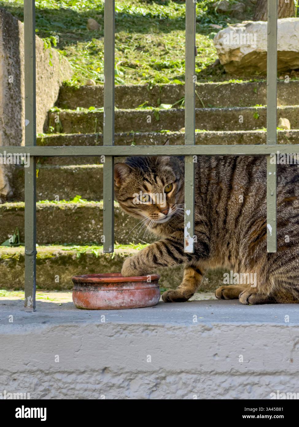 Un gatto tabby beve graziosamente da un piatto usando la sua zampa mentre riposa su un muro, nelle soleggiate aree esterne della Grecia. Foto Stock