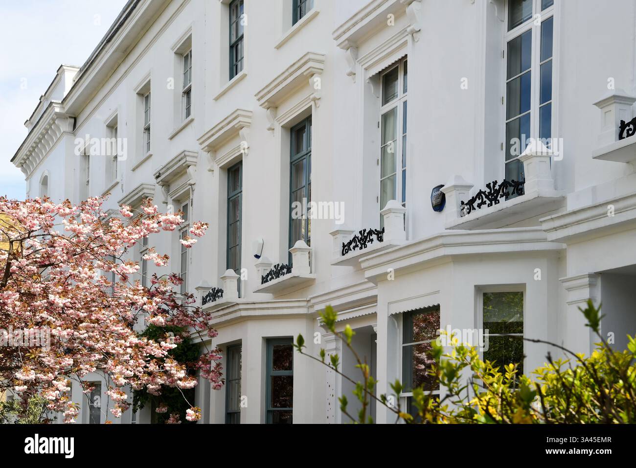 Case bianche a Kensington, Londra, con alberi di ciliegio in fiore Foto Stock