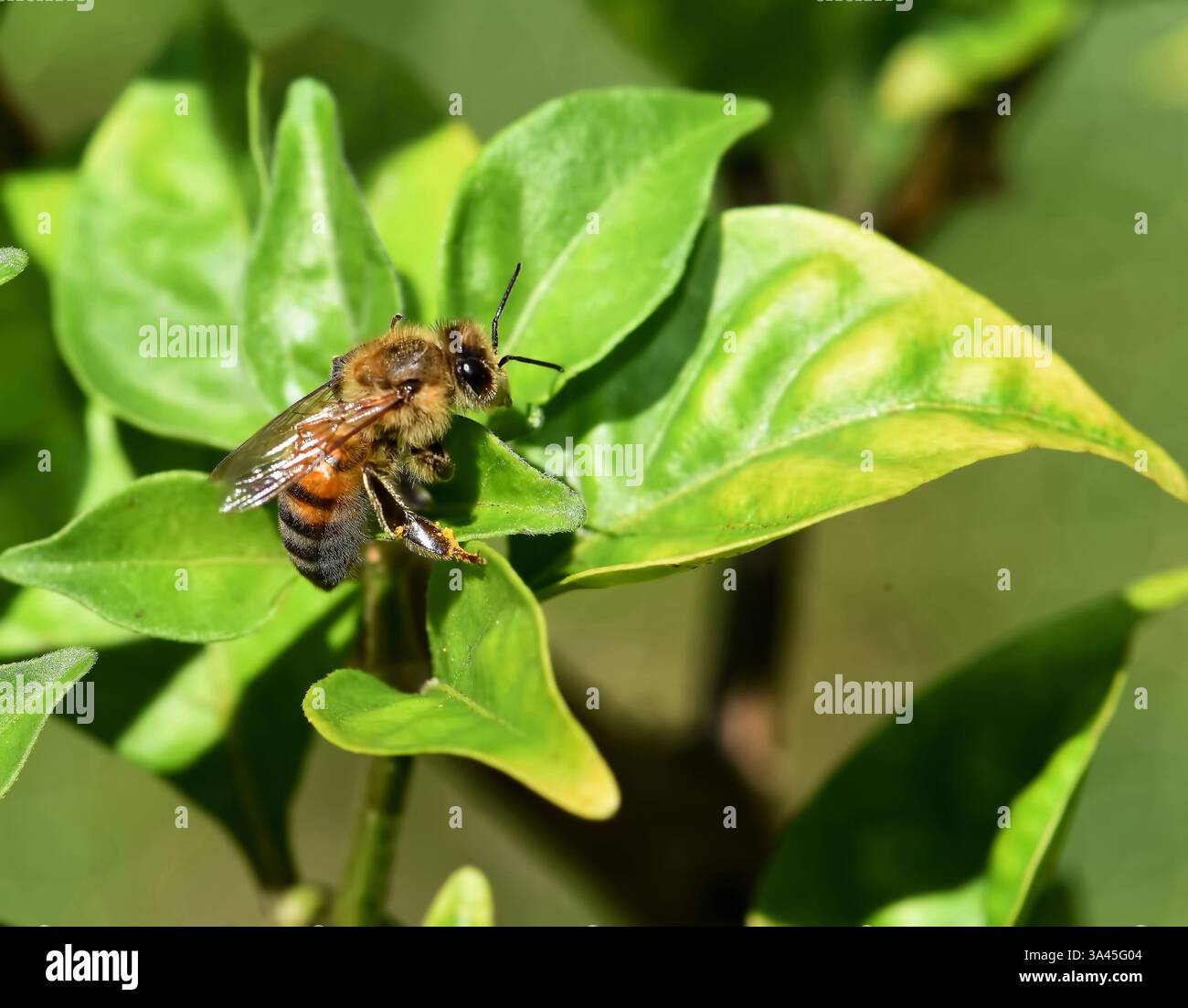 Miele di api (Apis mellifera) sulla foglia di girasole della spiaggia (Helianthus debilis) Foto Stock