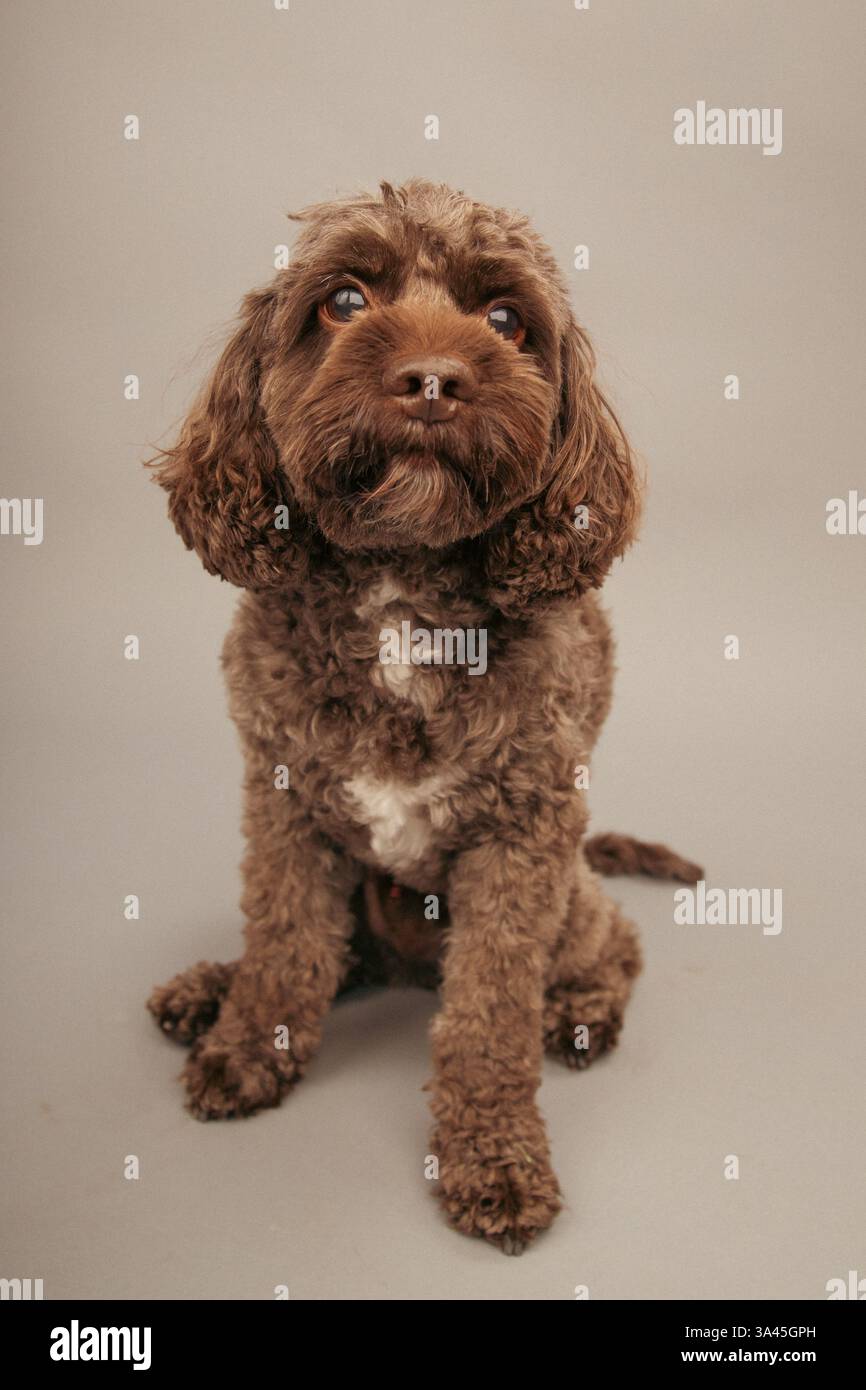 Ritratto ravvicinato di un cane cavapoo marrone seduto di fronte a uno sfondo grigio Foto Stock