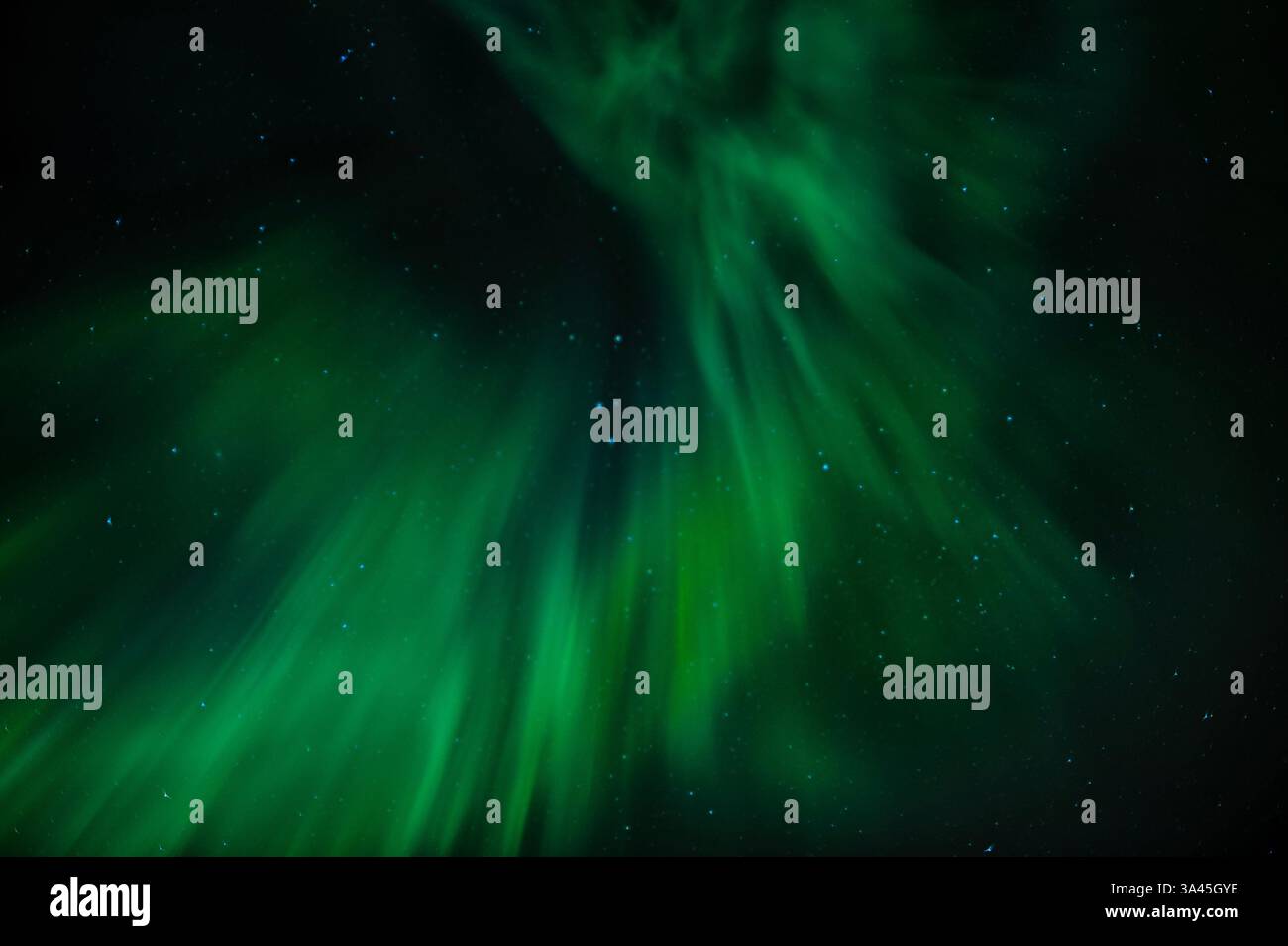 Primo piano dell'aurora boreale verde nel cielo notturno, Lofoten, Nordland, Norvegia Foto Stock