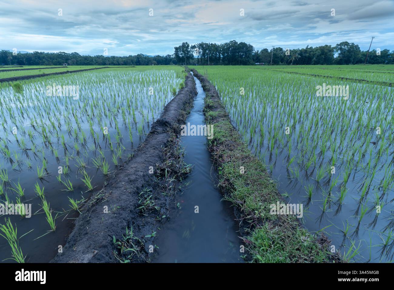 Campo di riso verde con irrigazione dell'acqua all'alba Foto Stock