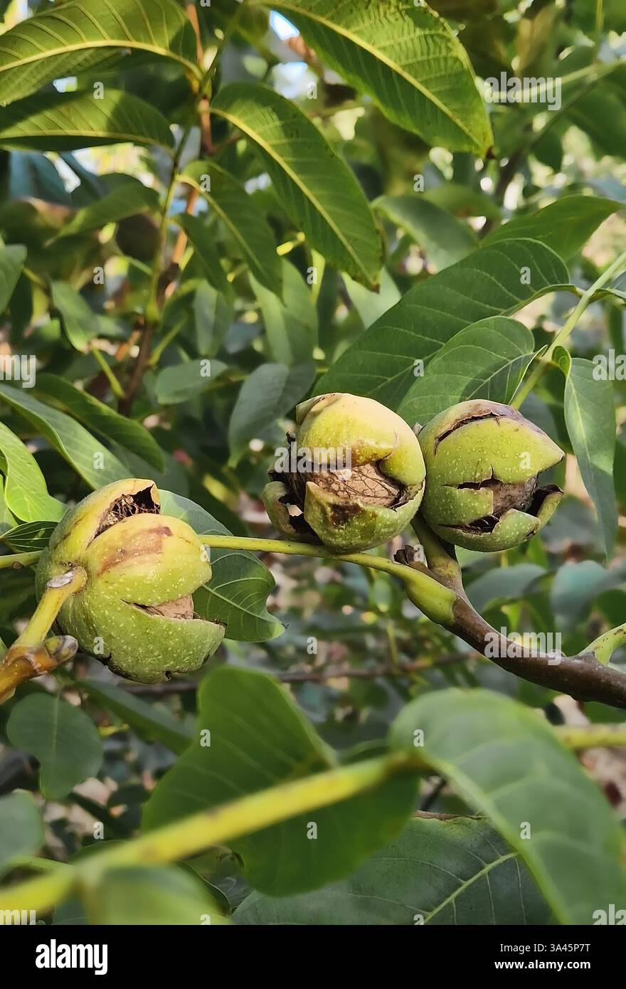 Noci mature in buccia crespata che crescono sul ramo dell'albero in giardino. Noci greche fresche e biologiche, vendemmia stagionale Foto Stock