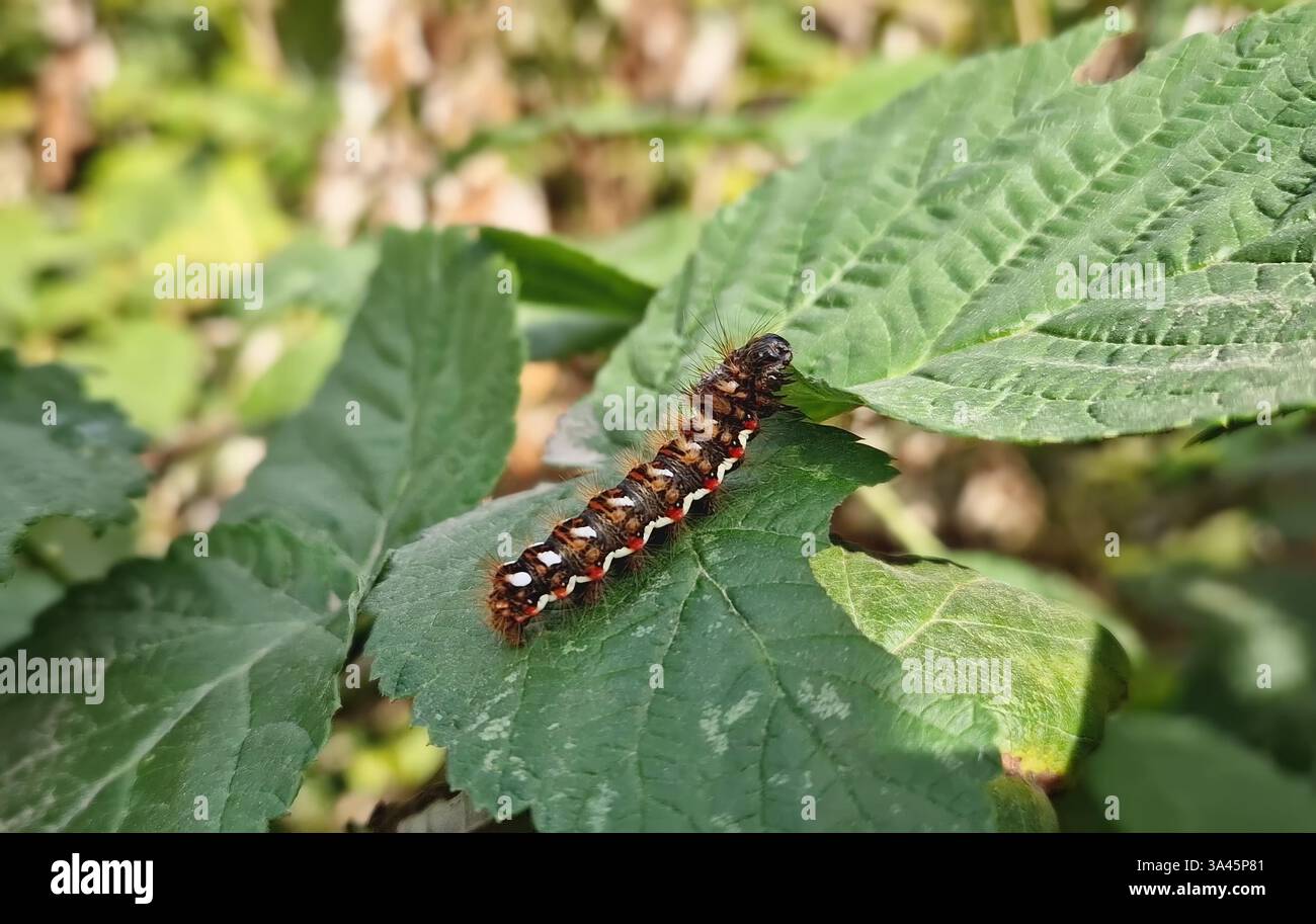 Un bruco ravvicinato che strizza sulle foglie in giardino. Falena della coda gialla (Euproctis Similis) Foto Stock