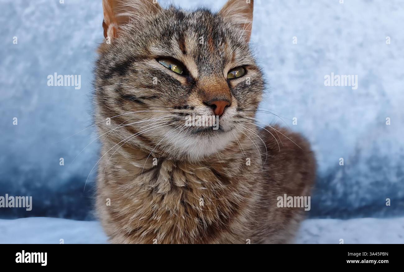 Primo piano di un adorabile gattino grigio a righe con macchie marroni che sembrano curiose a parte su uno sfondo blu. Foto Stock