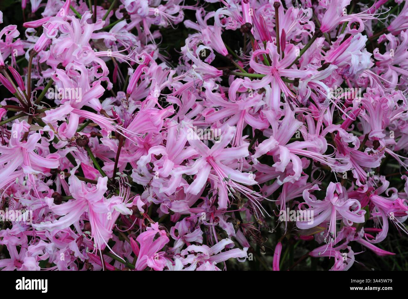 Nerine bowdenii in fiore. Foto Stock