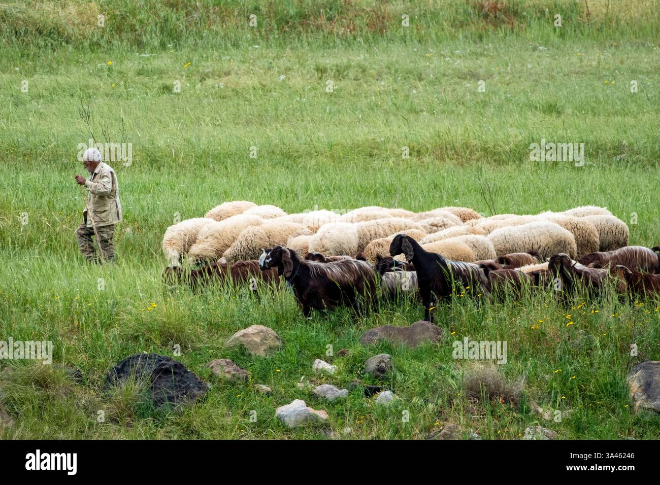 Un uomo che allevava pecore e capre nei pressi di Agia Varvara, regione di Paphos, Cipro Foto Stock Un uomo che allevava pecore e capre nei pressi di Agia Varvara, regione di Paphos, Cipro Foto Stock