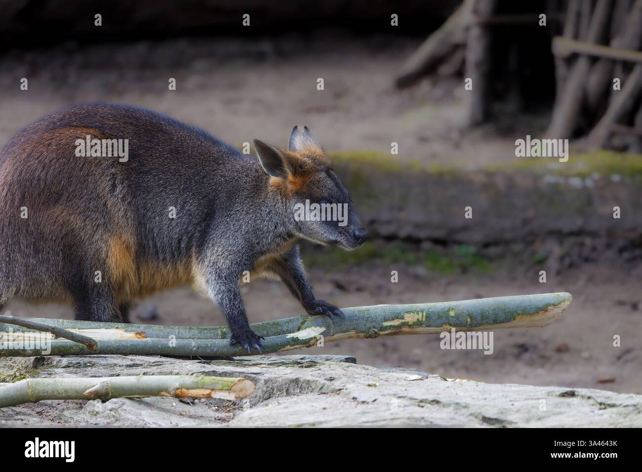 Wallaby on a Log in Natural Habitat. Un wallaby in piedi su un tronco in un ambiente naturale, con uno sfondo sfocato. Foto Stock