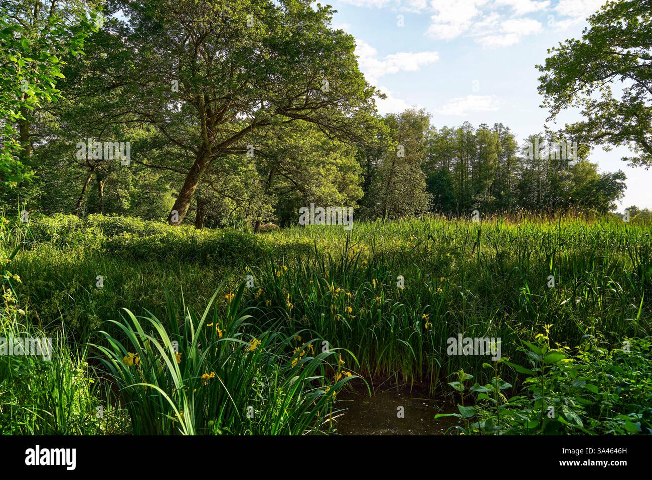 Svizzera, Aeschi, Lago di Burgäschi, Mittelland, Cantone di Berna, Cantone di Soletta, idilliaco, lungolago, foresta di ontani, passerelle in legno, lido Foto Stock