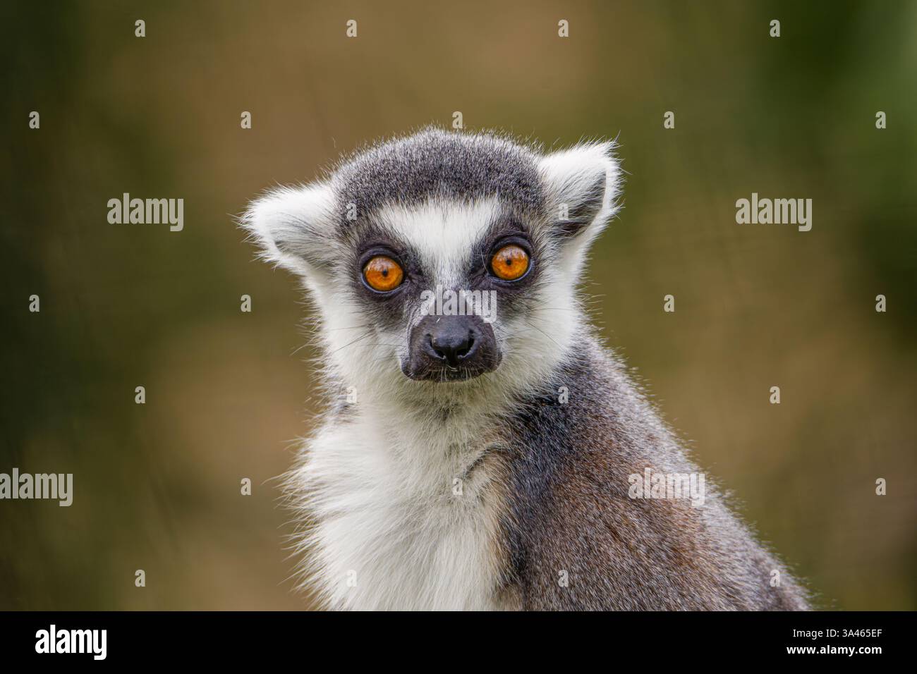 Primo piano di un lembo dalla coda ad anello, Catta di Lemur con occhi arancioni luminosi e sfondo neutro. Foto Stock