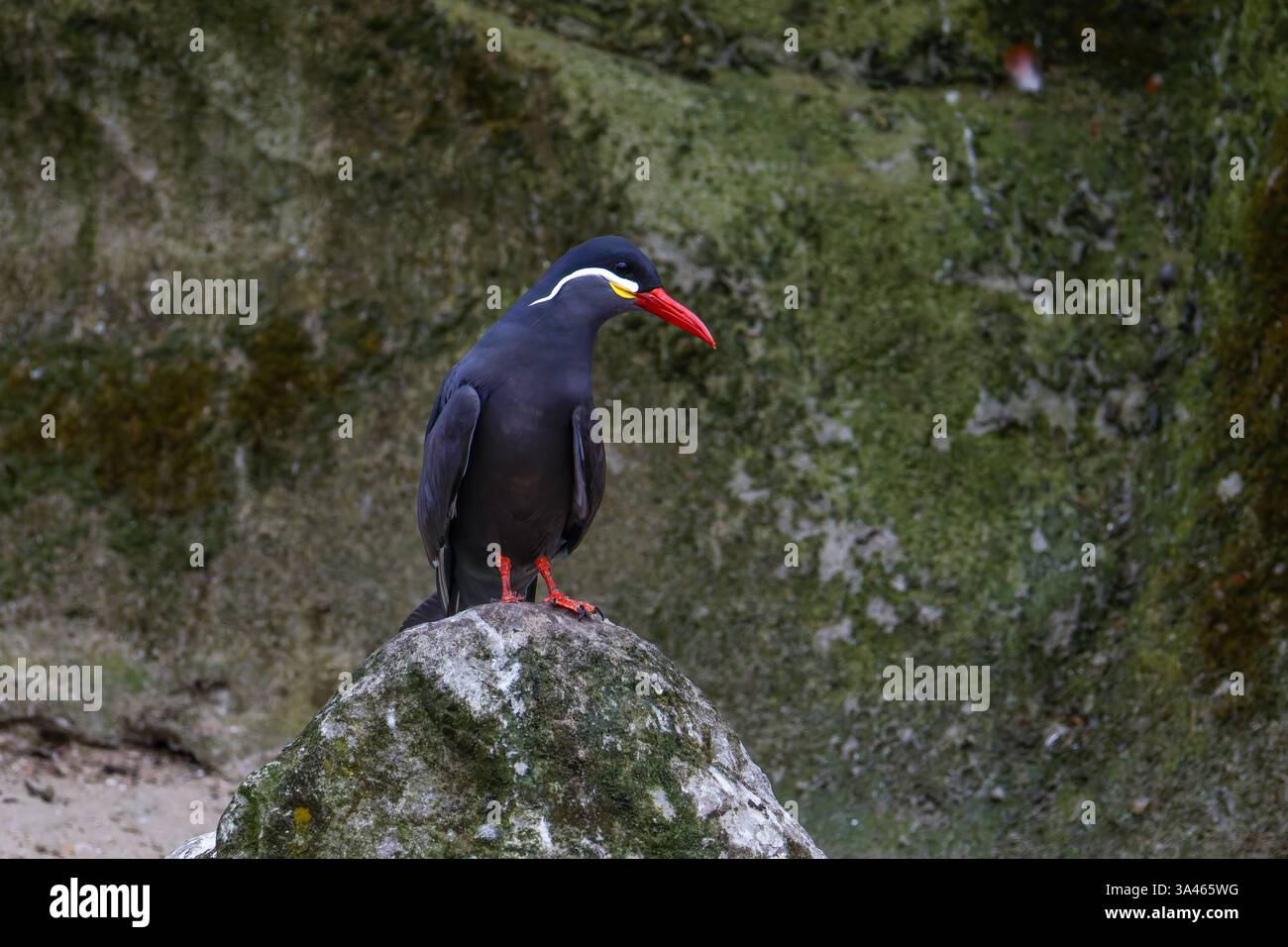 Uccello con becco rosso e piedi su Mossy Rock, Un uccello, larosterna inca con un caratteristico becco rosso e piedi arroccati su una roccia su uno sfondo muschiato. Foto Stock