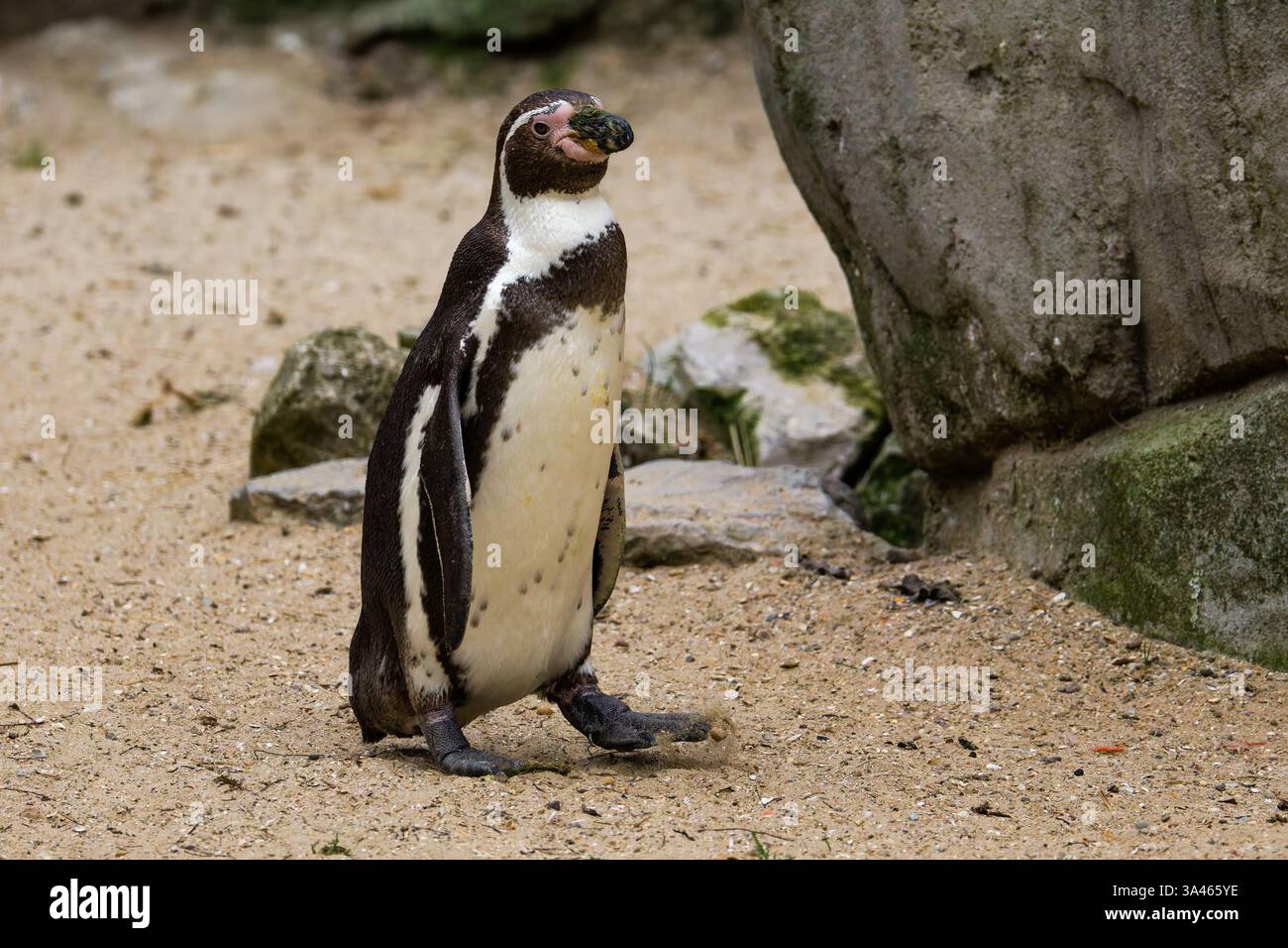 Pinguino in piedi su Sandy Ground. Un pinguino, Spheniscus humboldti, in piedi su un terreno sabbioso vicino alle rocce in un habitat naturale. Foto Stock