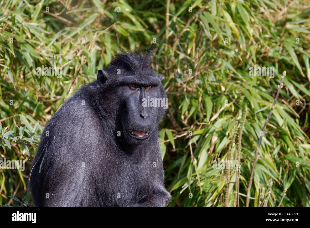Macaco crestato, Macaco crestato Sulawesi, Macaca nigra in bambù. Black Crested Macaque, Sulawesi Crested Macaque, Macaca nigra Walking in Na Foto Stock