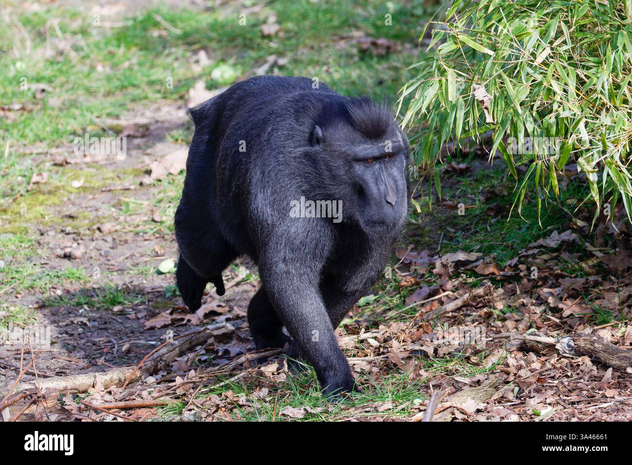 Macaque Black Crested, Macaque crestata di Sulawesi, Macaca nigra camminando nell'habitat naturale. Un macaco crestato nero che cammina sull'erba vicino alle piante di bambù. Foto Stock