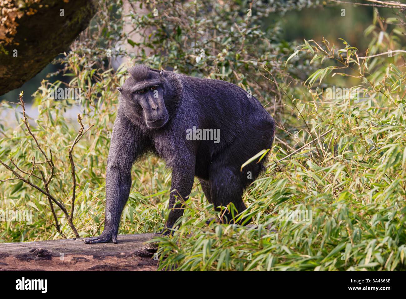 Macaco nero crestato, Macaco crestato Sulawesi, Macaca nigra in habitat naturale. Un macaco nero crestato su un tronco circondato da un verde lussureggiante Foto Stock