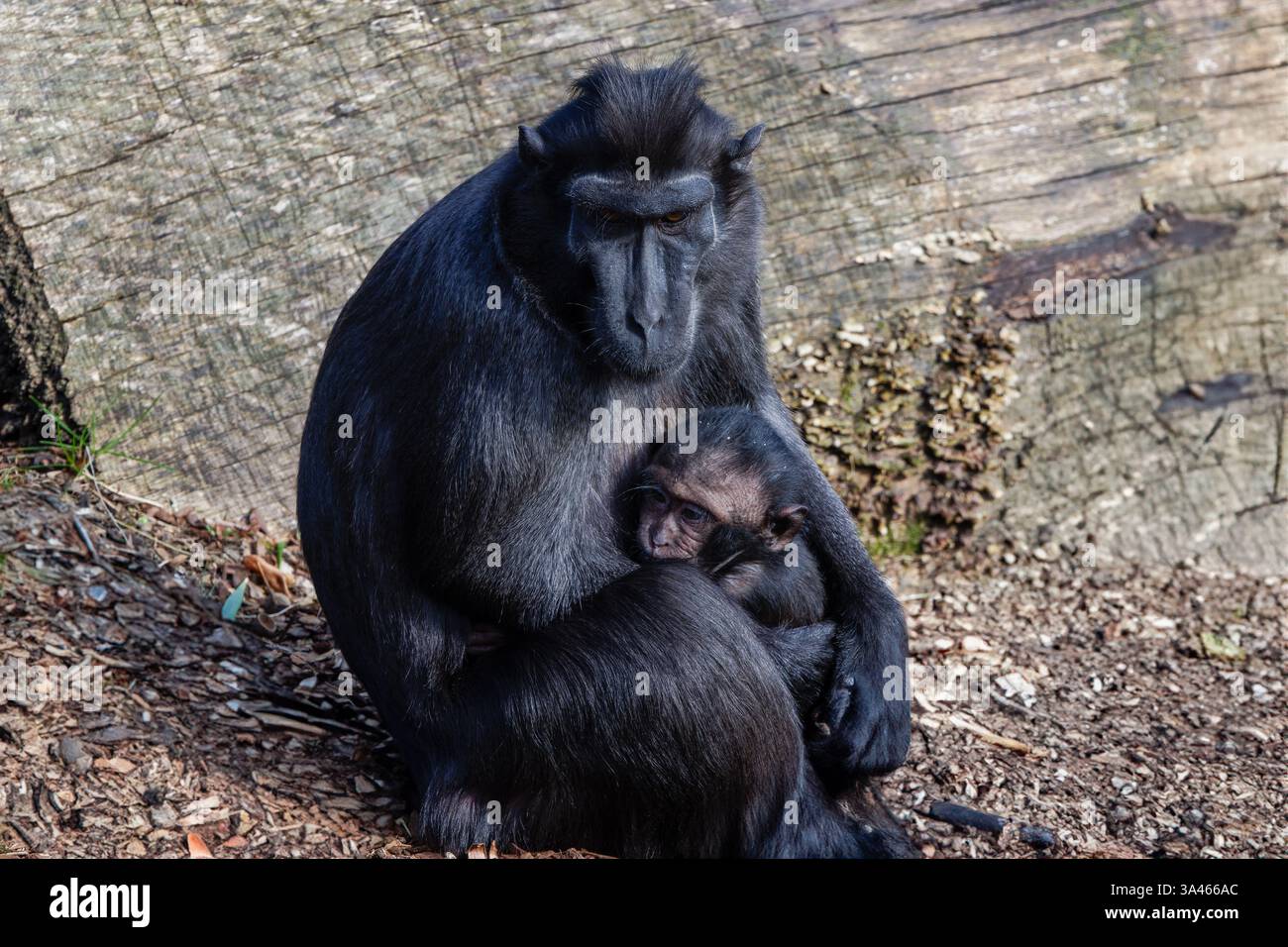 Una madre macaca crestata tiene con amore il suo bambino seduto a terra, con un grande tronco sullo sfondo. La scena trasmette un senso di calore Foto Stock
