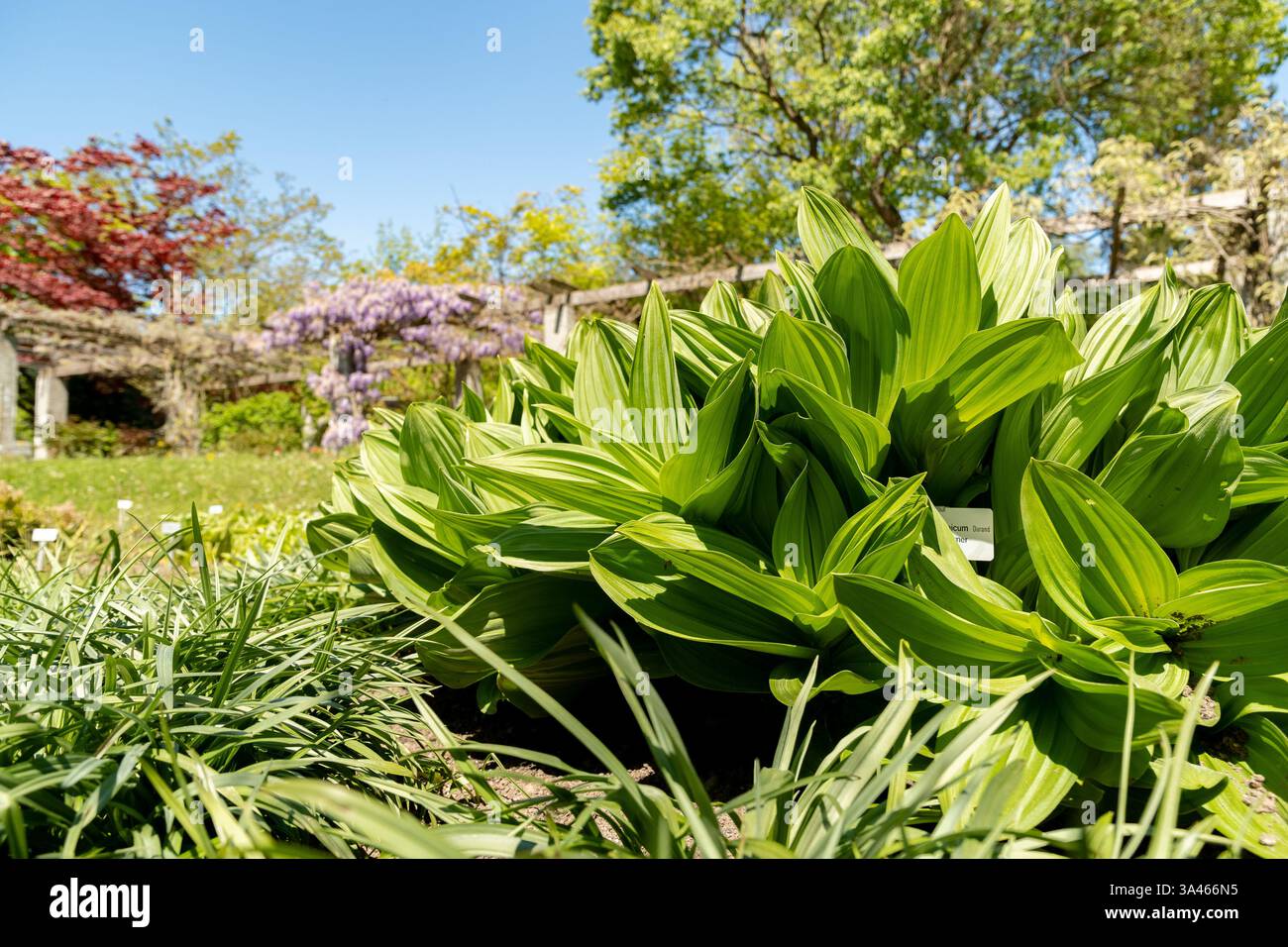 San Gallo, Svizzera, 27 aprile 2024 Veratrum Californicum o pianta del giglio di mais della california presso il giardino botanico Foto Stock