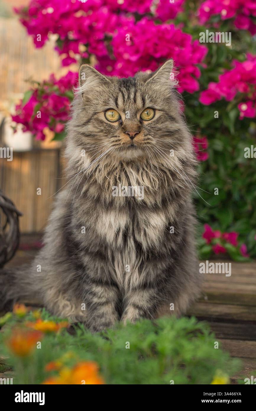 Il tedesco Longhair tomcat Foto Stock