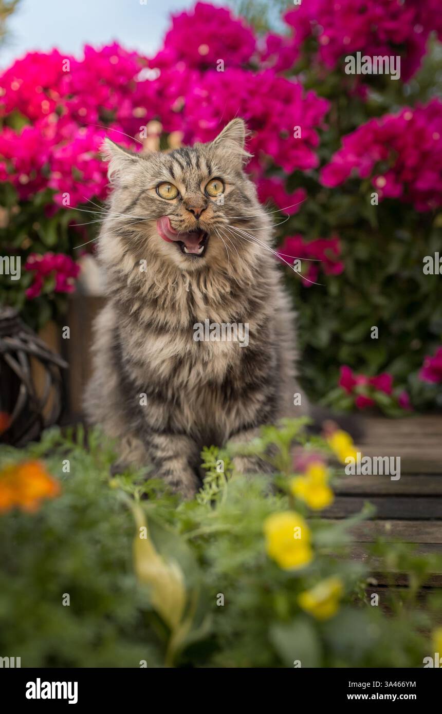 Il tedesco Longhair tomcat Foto Stock