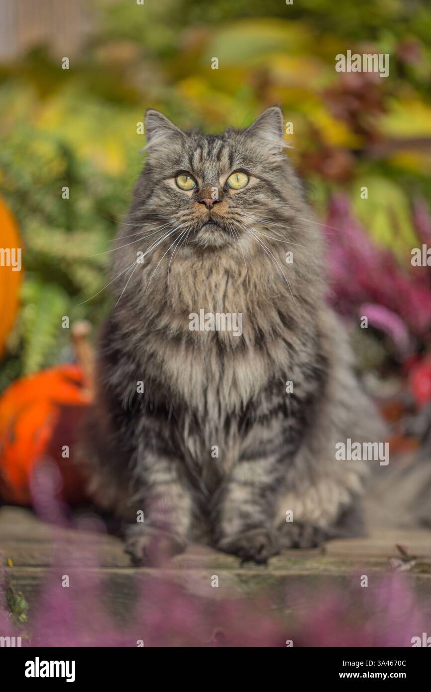 Il tedesco Longhair tomcat Foto Stock