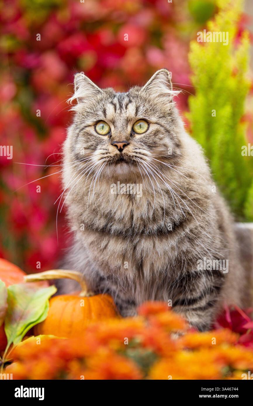 Il tedesco Longhair tomcat Foto Stock