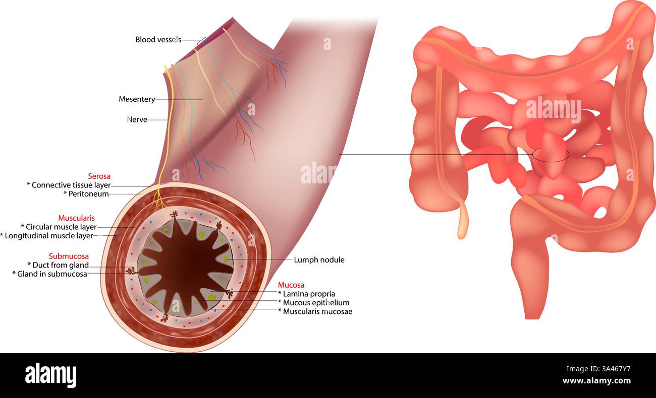 Diagramma dell'intestino tenue. Strati della parete intestinale umana mucosa, submucosa, muscularis e sierosa. Tratto gastrointestinale con sezione parete intestinale Illustrazione Vettoriale