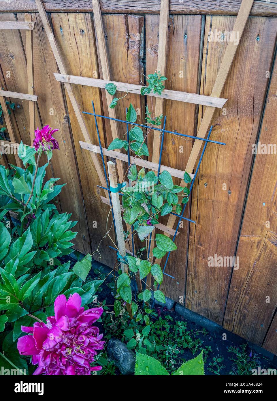 Un traliccio in legno sostiene piante rampicanti verdi contro una recinzione rustica in legno in un giardino. Nelle vicinanze fioriscono vivaci fiori rosa, che aggiungono colore al natu - Immagine stock catturata con smartphone