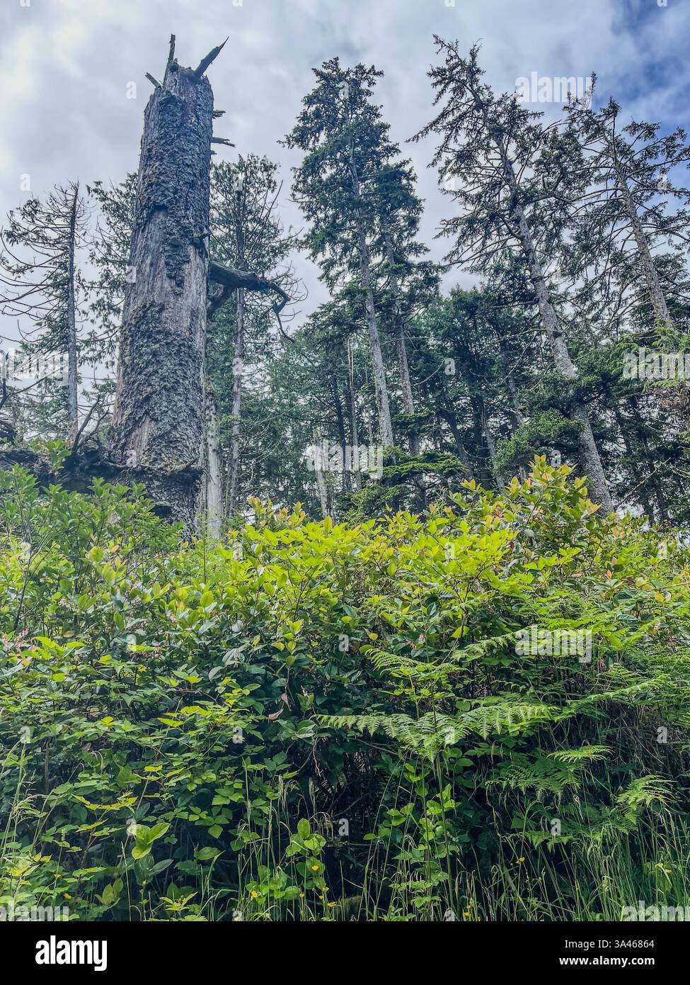 Lussureggiante foresta verde con fitto sottobosco, alti alberi sempreverdi e un tronco di albero morto intempestivo che si erge contro il cielo nuvoloso. Scavi boschivi naturali Foto Stock