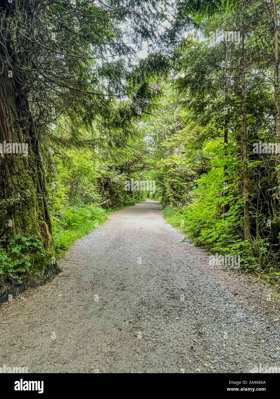 Un sentiero di ghiaia serpeggiante passa attraverso una lussureggiante foresta verde, fiancheggiata da alberi torreggianti e dalla fitta vegetazione. Un percorso naturalistico panoramico sotto il morbido dif - Immagine stock catturata con smartphone