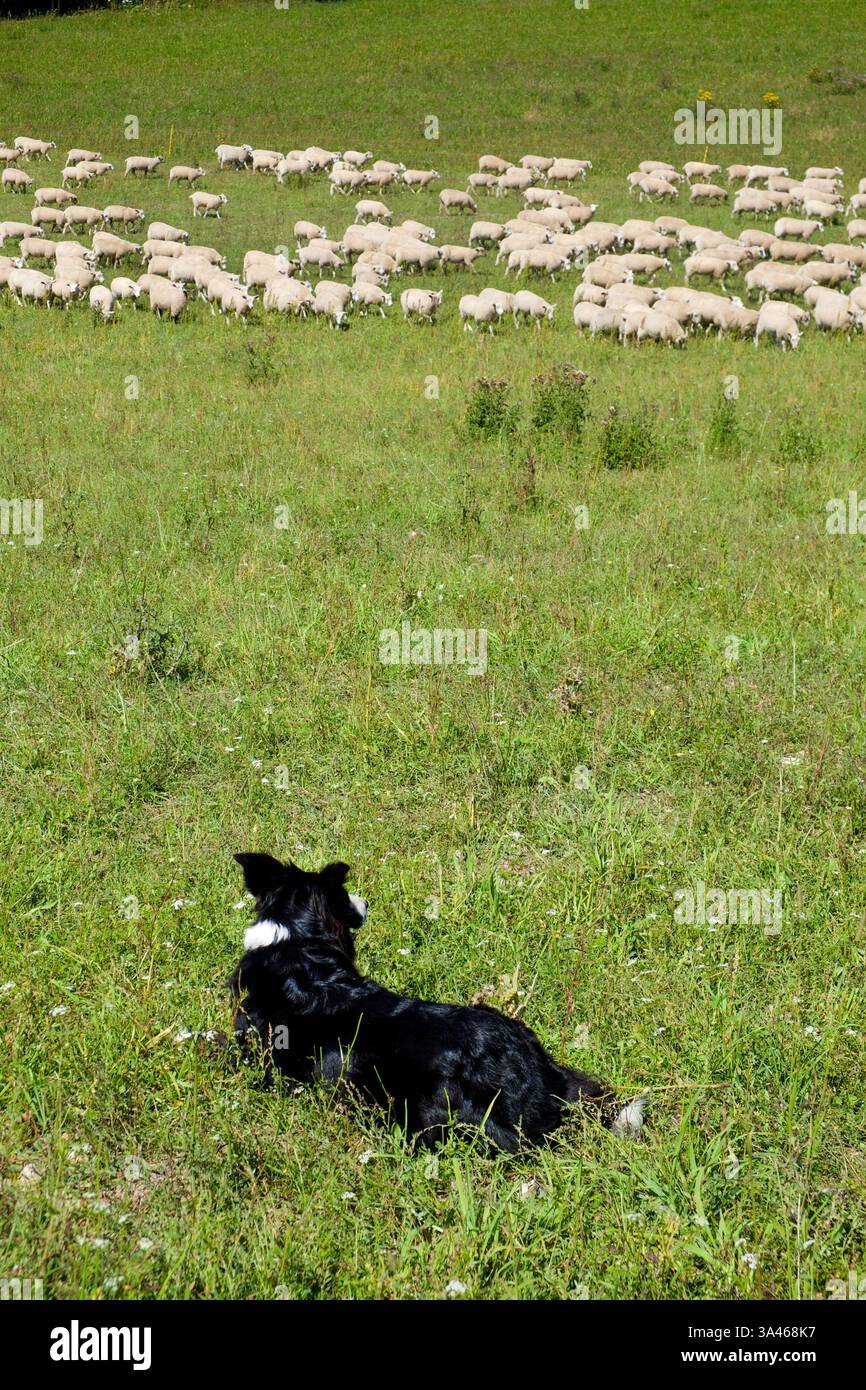 Cane da pecora che allevano un grande gregge di pecore che corre attraverso un campo in una giornata di sole, fotografia in bianco e nero, vista laterale sussex, Inghilterra, Britian, copia Foto Stock