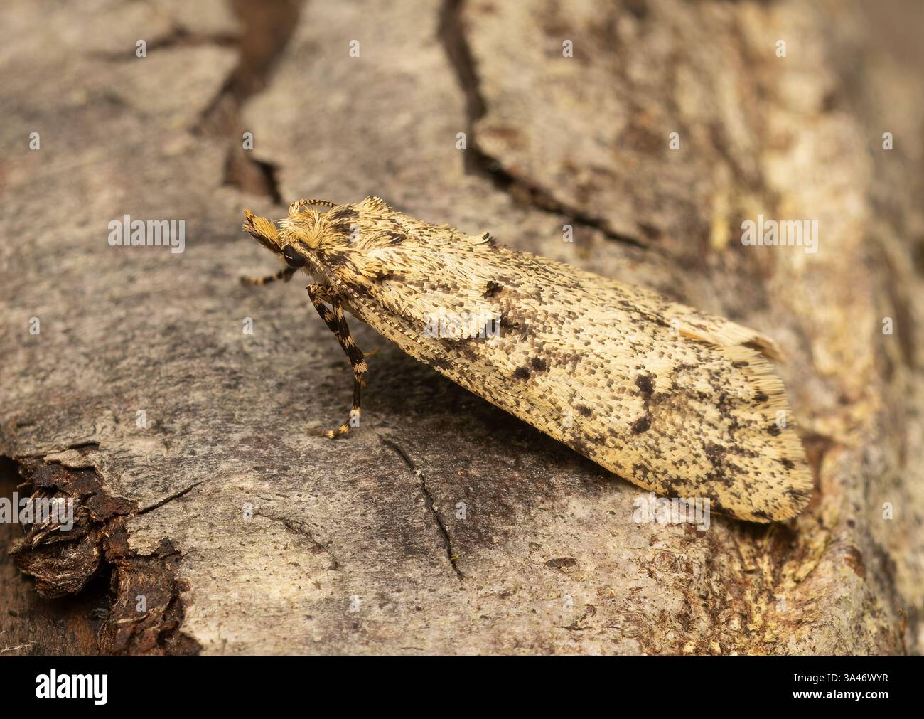Diurnea fagella micro falena Foto Stock